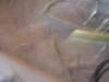 dsc05987_small.jpg