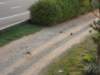 dsc06005_small.jpg